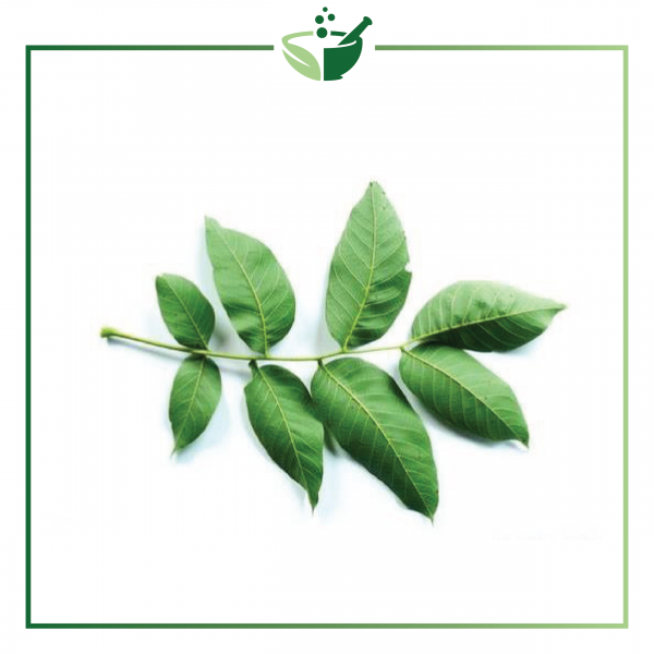 Walnut Leaf Infused Oil